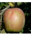 Pommier Bec D'Oie