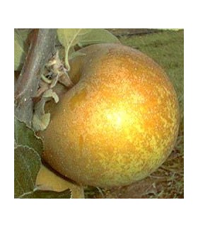 Pommier Court pendu gris