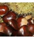 Châtaignier greffé Bouche de Bétizac