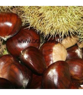Châtaignier greffé Bouche de Bétizac