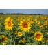 Tournesol