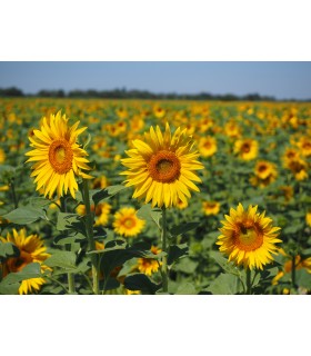 Tournesol