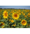 Tournesol