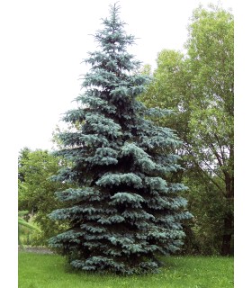 PICEA pungens glauca / EPICEA PUNGENS GLAUCA
