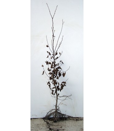 CARPINUS betulus / CHARME COMMUN, CHARMILLE