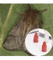 PHEROMONE POUR PROCESSIONNAIRE DU CHENE