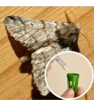 PHEROMONE POUR PROCESSIONNAIRE DU PIN