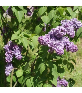 SYRINGA vulgaris Katherine Havemeyer / LILAS KATHERINE HAVEMEYER