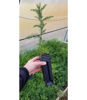Cryptomeria japonica
