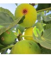 Figuier Fruits Jaunes