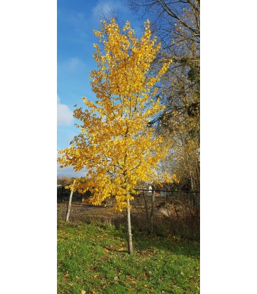 ULMUS Lutece® Nanguen / ORME LUTECE® NANGUEN
