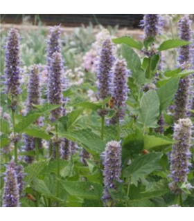 Mélange mellifère pérenne