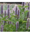 Jachère Fleurs D'Abeille