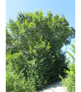 ULMUS campestris - Orme champêtre