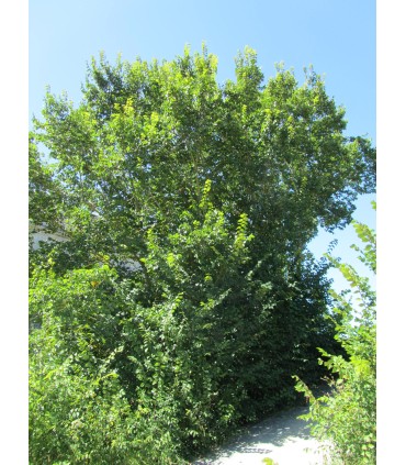 ULMUS campestris - Orme champêtre