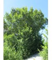 Ulmus Campestris / Orme Champetre