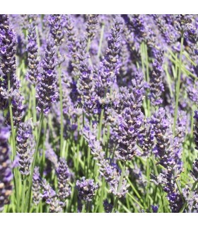 LAVANDULA angustifolia Hidcote / LAVANDE HIDCOTE