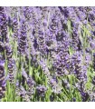 Lavandula Angustifolia Hidcote / Lavande Hidcote