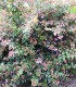 Abelia Edward Goucher