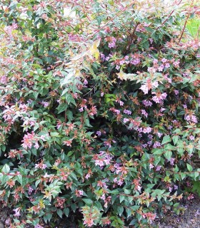Abelia Edward Goucher
