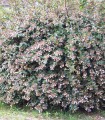 Abelia Grandiflora