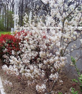 Amelanchier Lamarckii