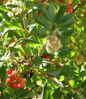 Arbutus Unedo / Arbousier