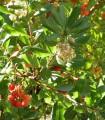 Arbutus Unedo / Arbousier
