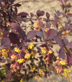 Berberis Ottawensis Auricoma