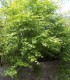 Acer Palmatum / Erable Palmatum Vert