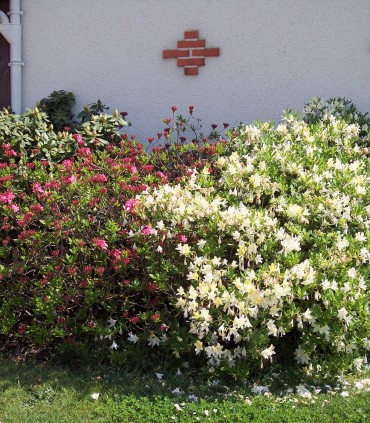 Azalea Japonica Blanche / Azalée Du Japon Blanche