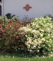 Azalea Japonica Blanche / Azalée Du Japon Blanche