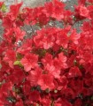 Azalea Japonica Orange / Azalée Du Japon Orange