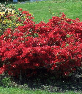 Azalea Japonica Rouge / Azalée Du Japon Rouge