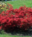 Azalea Japonica Rouge / Azalée Du Japon Rouge