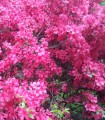 Azalea Japonica Rose / Azalée Du Japon Rose
