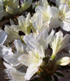 Azalea Mollis Blanche / Azalée de Chine Blanche