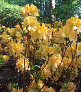 Azalea Mollis Jaune / Azalée de Chine Jaune