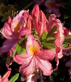 Azalea Mollis Orange / Azalée de Chine Orange