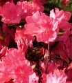 Azalea Mollis Rose / Azalée de Chine Rose