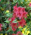 Azalea Mollis Rouge / Azalée de Chine Rouge