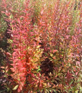 Berberis Vulgare / Epine Vinette