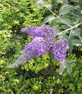 Buddleja Davidii Empire Blue / Arbre à papillons Empire Blue