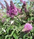 Buddleja Davidii Pink Delight / Arbre à papillons Pink Delight