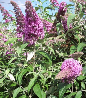 Buddleja Davidii Pink Delight / Arbre à papillons Pink Delight