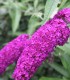 Buddleja Davidii Royal Red / Arbre à papillons Royal Red