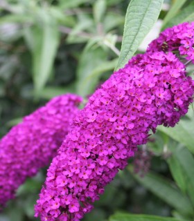 Buddleja Davidii Royal Red / Arbre à papillons Royal Red