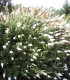 Buddleja Davidii White Profusion / Arbre à papillons White Profusion