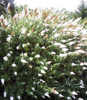 Buddleja Davidii White Profusion / Arbre à papillons White Profusion