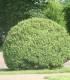 Buxus Sempervirens / Buis Commun
